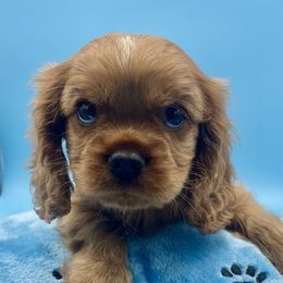Cavalier King Charles Spaniel Puppies from Cavaliers of Woodward
