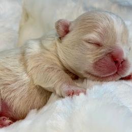 Platinum male - Cream male French Bulldog puppy in Jefferson City, Missouri from Central Frenchie Haven