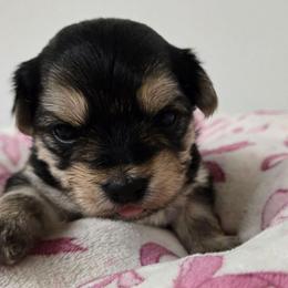 Abby - Black & tan tri-color female Morkie puppy in Thompson, Iowa from Weiss's Puppies
