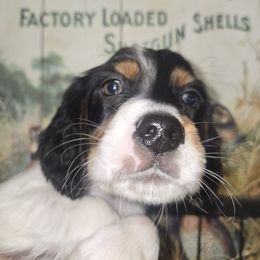 Hunter - Blue belton and tan (tri-color) male English Setter puppy in Morrice, Michigan from Wild Bird Setters