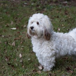 Buster Z - Havanese