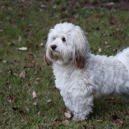 Buster Z - Havanese