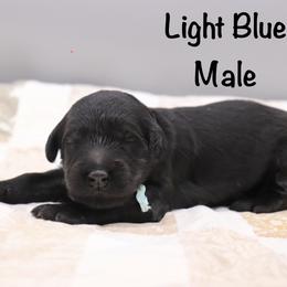 Light blue - Black male Goldendoodle puppy in Maryville, Tennessee from Twin City Doodles