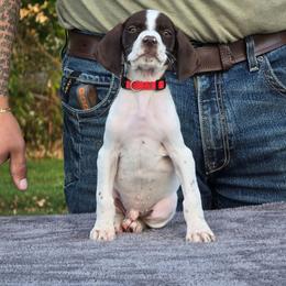 Red collar male - Liver and white male German Shorthaired Pointer puppy in New York from Bishop Kennels