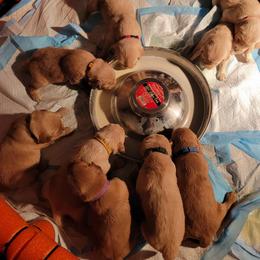 Golden Retriever Puppies from JK Goldens