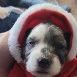 Bernedoodle Puppies from Daisy's Doodles