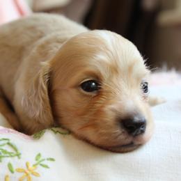 Glory - Cream female Dachshund puppy in Laurel, Mississippi from Kissinger Dachshunds