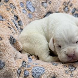 Everest - White female Boxer puppy in Abilene, Texas from L&L Euro Boxers and Small Town Shih Tzus