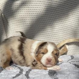 Sunfyre - Red merle male Miniature Australian Shepherd puppy in Cody, Wyoming from Quartz Creek Aussies