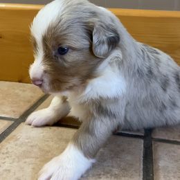 Miniature Australian Shepherd Puppies from Bar C Aussies