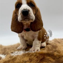 Flo - Mahogany and white female Basset Hound puppy in Dingess, West Virginia from Tuckers' Howling Hounds