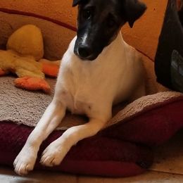 Harriers and Smooth Fox Terriers from Sheez-Beez Kennel
