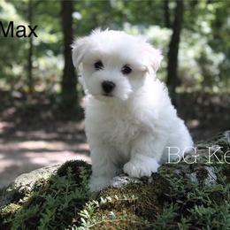 Cavapoo and Coton de Tulear Puppies from Big Gulch Puppies