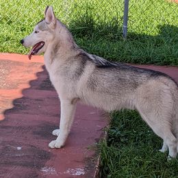 Boy Dark Green - Gray and white Siberian Husky puppy in Coral Gables, Florida from Coral Gables Siberians
