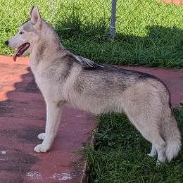 Boy Dark Green - Gray and white Siberian Husky puppy in Coral Gables, Florida from Coral Gables Siberians