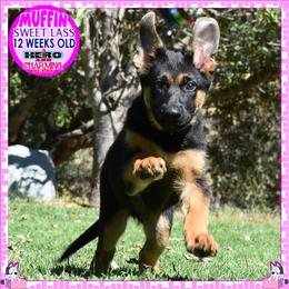 SWEET MUFFIN - Black and tan female German Shepherd puppy in Murrieta, California from Diamond Oaks German Shepherds