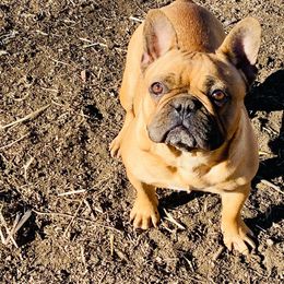 Pun’kin - French Bulldog