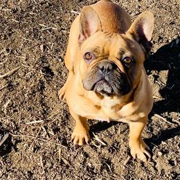 Pun’kin - French Bulldog