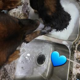 German Shepherd Puppies from Vom Feuer Shepherds
