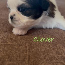 Clover - Black and white female Shih Tzu puppy in Vernon, New Jersey from Calta’s Cute Shih Tzu