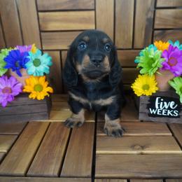 Forest - AKC - Black and tan male Dachshund puppy in Miami, Florida from Oscar's Dachshunds