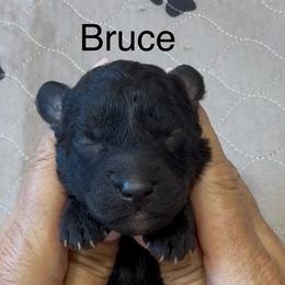 Bruce orange collar - Black male Whoodle puppy in Pima, Arizona from Schmidt's K9s