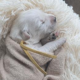 Churro - yellow collar - Light golden male Golden Retriever puppy in Noblesville, Indiana from Ivory & Pine Goldens
