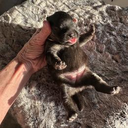 Pink - Wolf sable female Pomeranian puppy in Scio, Oregon from Mac Daddy Poms