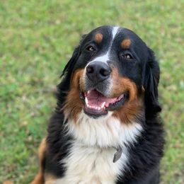 Tessa - Bernese Mountain Dog
