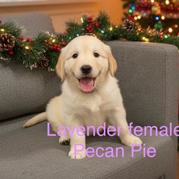 Pecan pie - Lavender Collar - Light golden female Golden Retriever puppy in Salt Lake City, Utah from Soaring golden retrievers