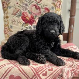 Tenderheart Bear- Orange Collar - Black male Goldendoodle puppy in Bay City, Texas from Charming Doods Goldendoodles