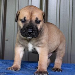 Blue collar male - Brown male Boerboel puppy in Guysville, Ohio from Fueled Kennel