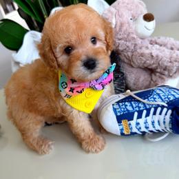 MAUI - Apricot male Maltipoo puppy in Sugar Land, Texas from Celebrity Maltipoos
