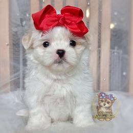 Imperial Korean Valley - White female Mal-Shi puppy in Barren Springs, Virginia from Seeking Shalom Acres Maltese, Maltipoos & Havamalts