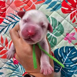 Green- Goose - White and black male Dalmatian puppy in Gray, Georgia from Fuller Spots