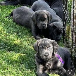 Labrador Retriever puppies from Silver Labrador of Southern California