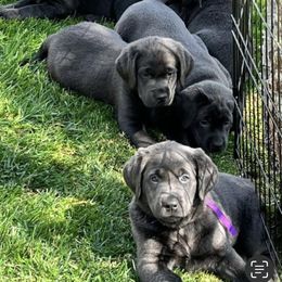 Labrador Retriever puppies from Silver Labrador of Southern California