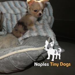 Chihuahua Puppies from Naples Tiny Dogs