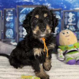 Mrs. Potato Head - Tri-color female Bernedoodle puppy in Lake Panasoffkee, Florida from Donnas Deluxe Doodles LLC