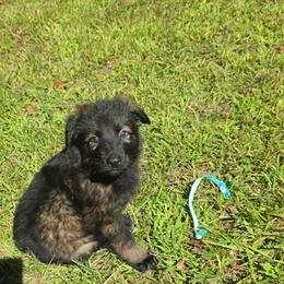 Turquoise( moose) - Sable male German Shepherd puppy in Oscoda, Michigan from Sstar