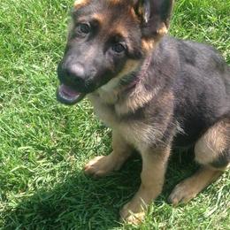 German Shepherd Puppies from My Bodyguard German Shepherd Dogs