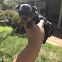 Starsky - Black and tan male Yorkshire Terrier puppy in Charleston, West Virginia from Chuck City Danes & Yorkies