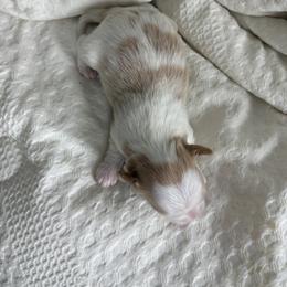 Morkie Puppies from Morkies of Milton