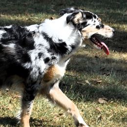Remi - Australian Shepherd