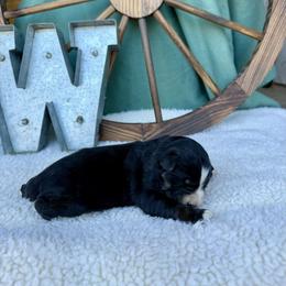Oreo - Black tri male Miniature Australian Shepherd puppy in Checotah, Oklahoma from Wild Outlaw Aussies