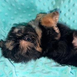 Obsidian - Black and tan female Shih Tzu puppy in Russellville, Kentucky from The Patriot Tzu