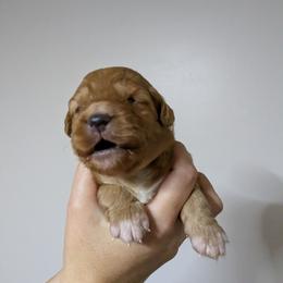 Boy 1 - Red male Nova Scotia Duck Tolling Retriever puppy in Belmont, Ohio from Rosecreek Tollers