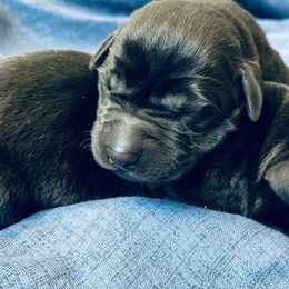 Labrador Retrievers from Lakota's-Applewoods