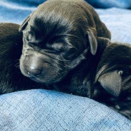 Labrador Retrievers from Lakota's-Applewoods