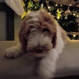 Orange Boy - Parti male Goldendoodle puppy in Palm Bay, Florida from Costa's Curly Canines